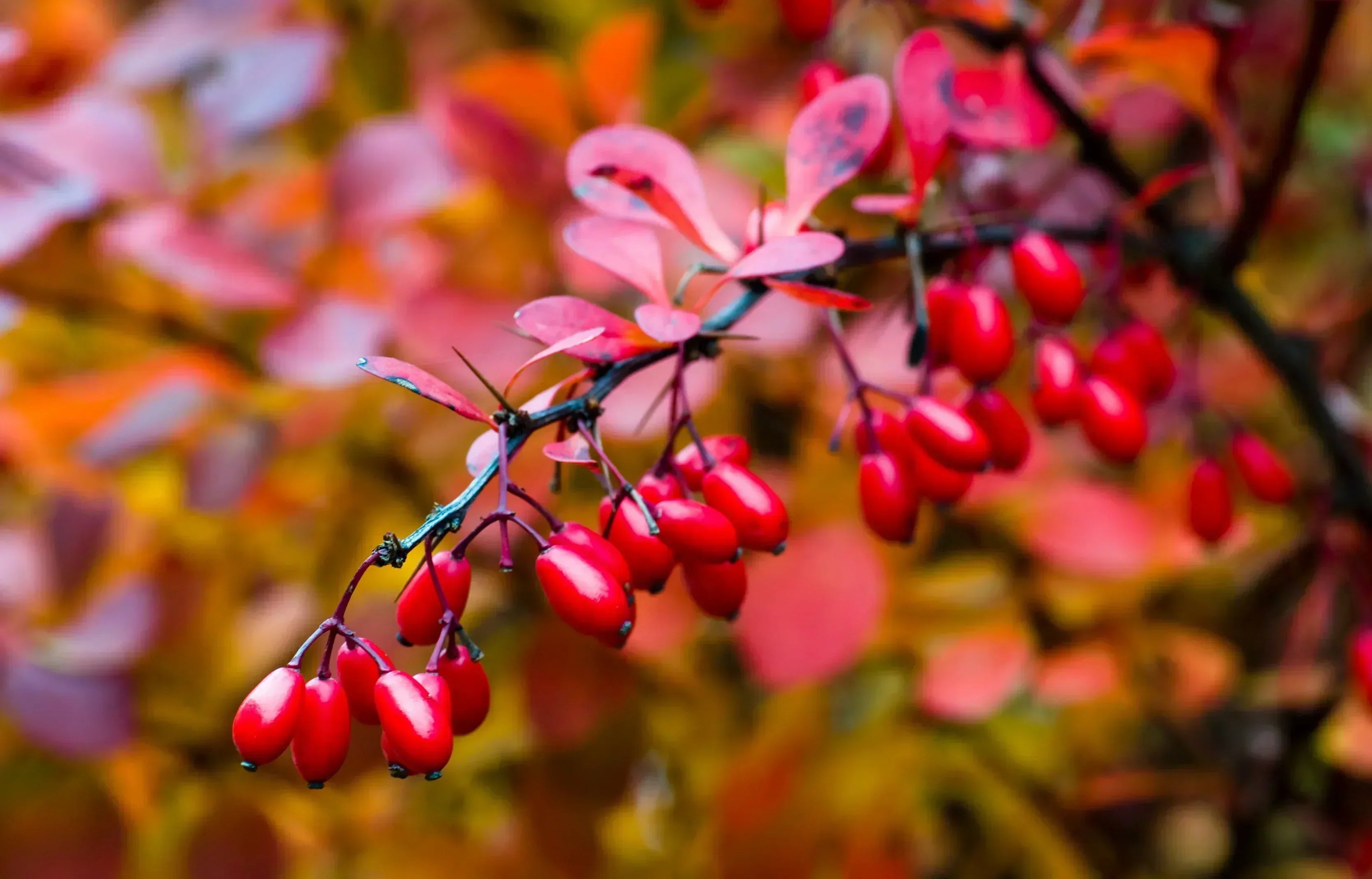 Berberitze – Die vielseitige Heil- und Würzpflanze