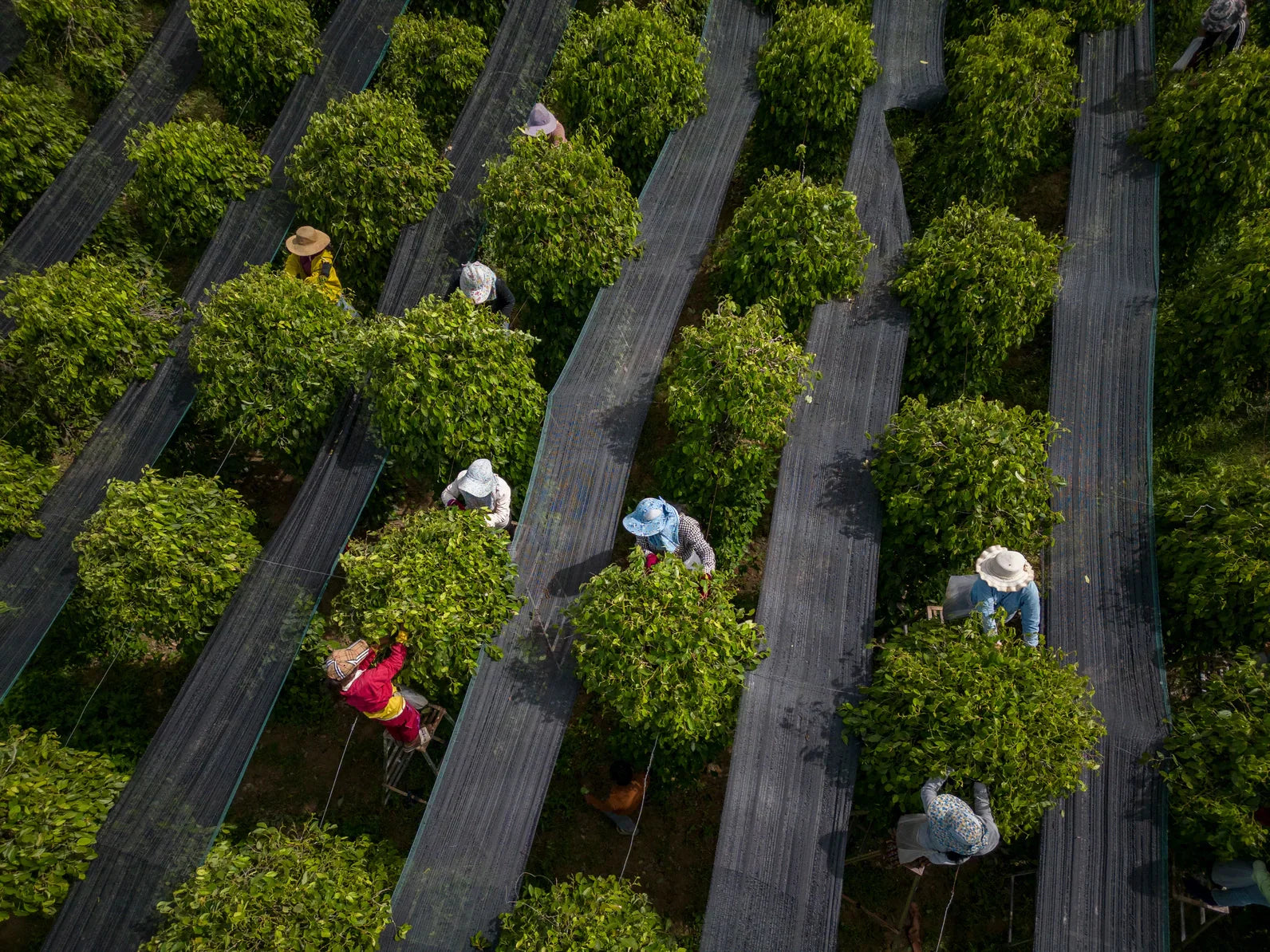 Schwarzer Kampot Pfeffer – Das schwarze Gold aus Kambodscha