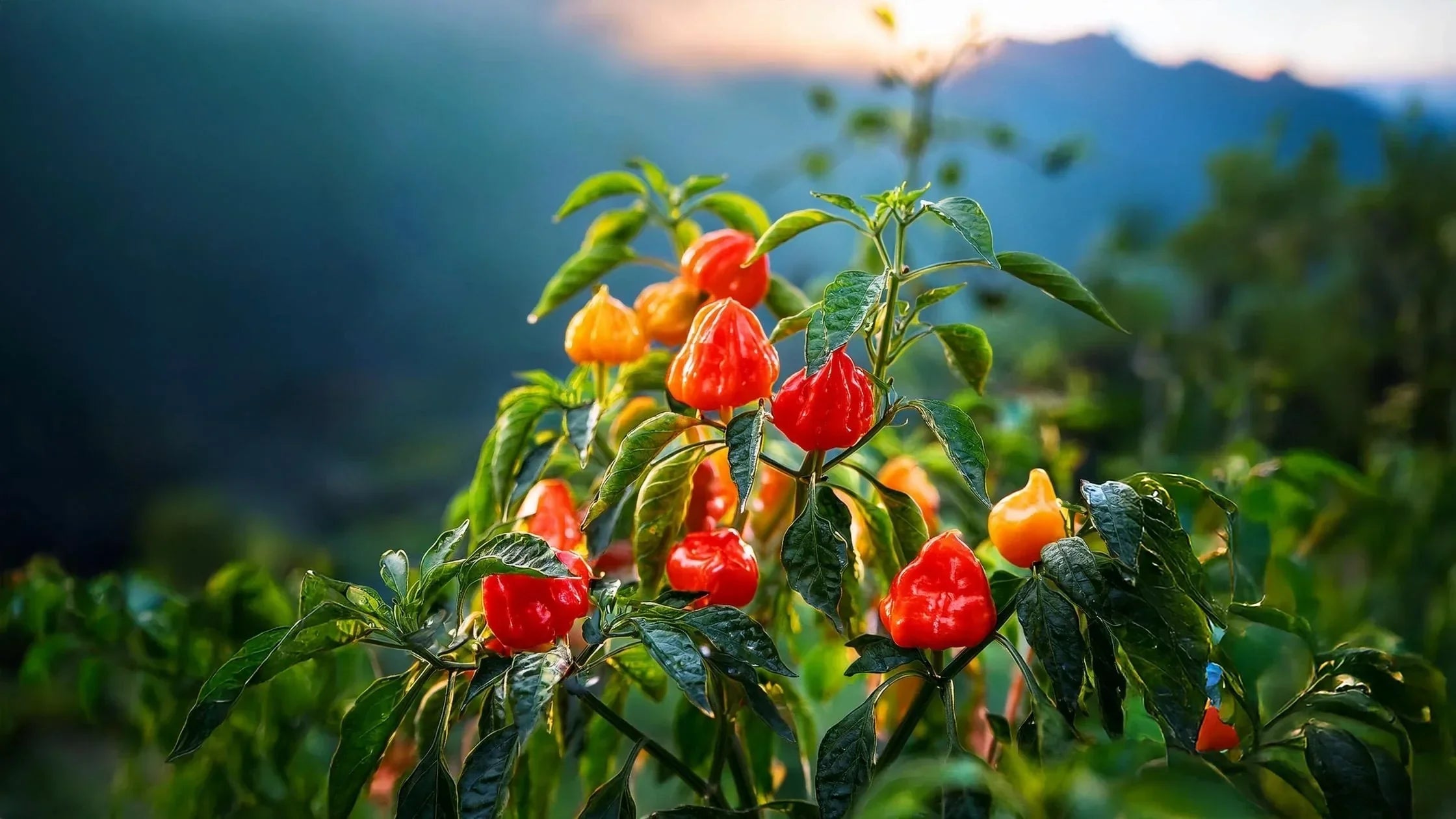 Carolina Reaper – Die schärfste Chili der Welt