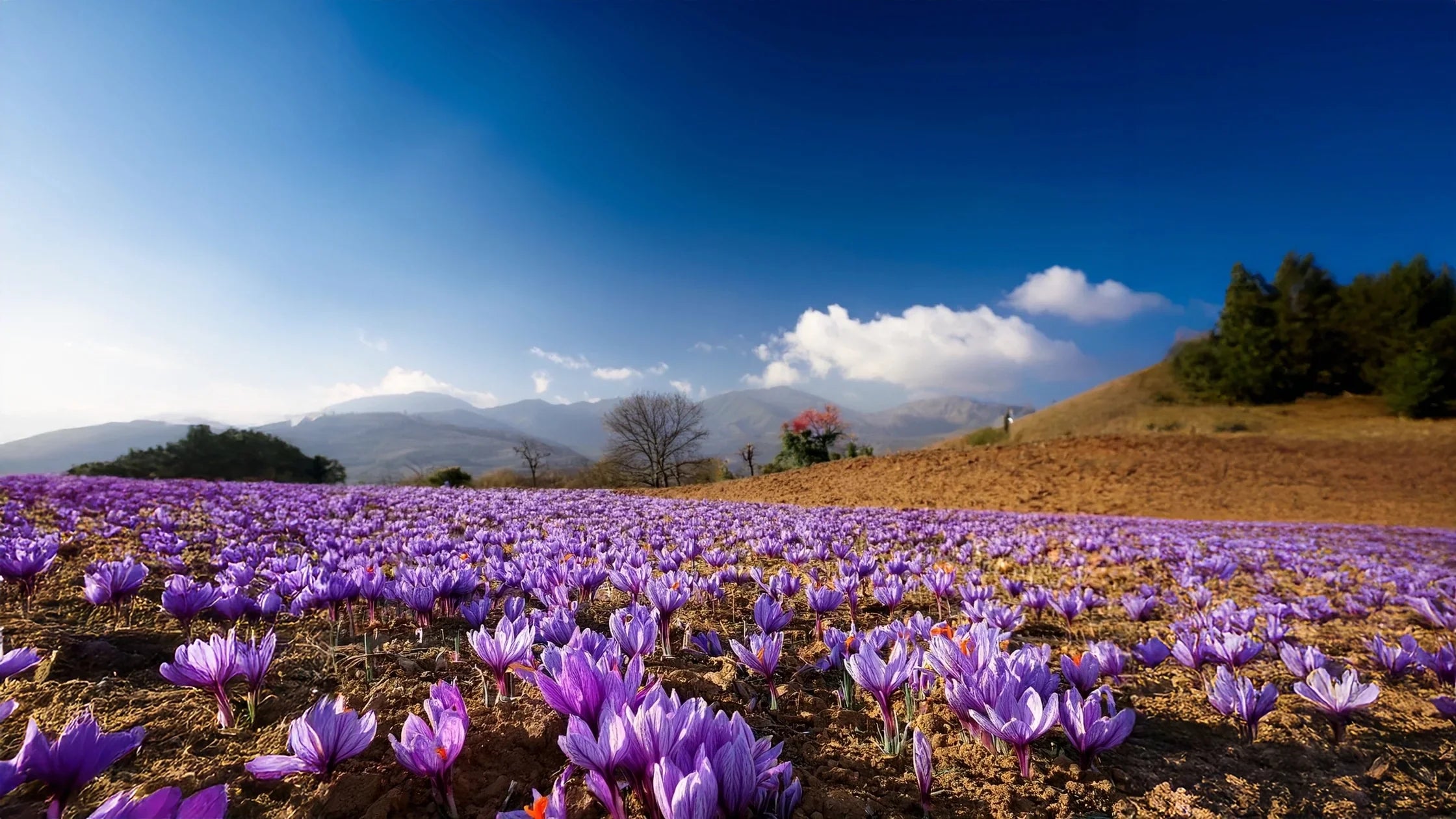 Safran – Das wertvolle Gold der Gewürze